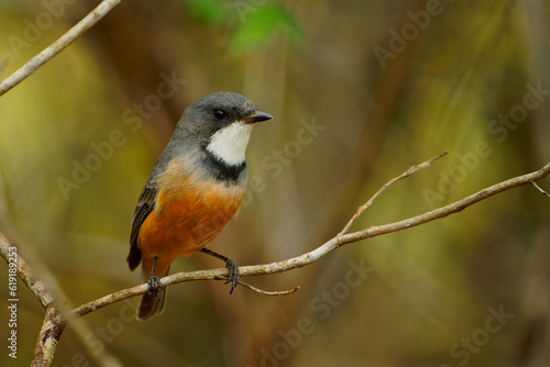 Rufous Whistler - Pachycephala rufiventris in Queensland, Australia. Beautiful singing colorful australian song bird with orange red breast and belly in the forest with beautiful background