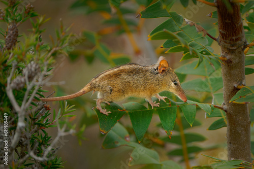 Honey Possum or noolbenger Tarsipes rostratus tiny marsupial feeds on the nectar and pollen of yellow bloom, important pollinator for Banksia attenuata and coccinea and Adenanthos cuneatus photo