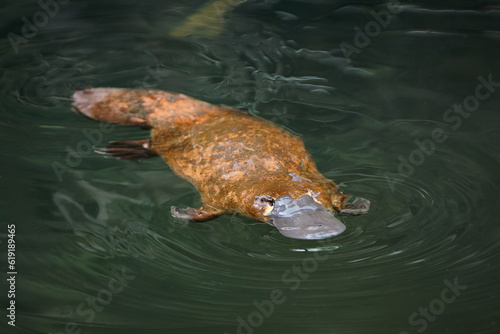 Canvas-taulu Platypus - Ornithorhynchus anatinus, duck-billed platypus, semiaquatic egg-laying mammal endemic to eastern Australia, including Tasmania