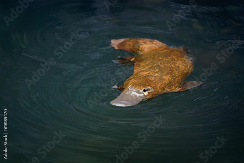 Platypus - Ornithorhynchus anatinus, duck-billed platypus, semiaquatic egg-laying mammal endemic to eastern Australia, including Tasmania. Strange water marsupial with duck beak and flat fin tail photo