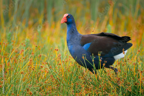 Canvas Print Australasian swamphen (Porphyrio melanotus), a beautiful interesting wetland bird