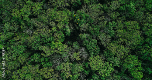 Forest crowns background. Woods conservation. Drone view. Nature protection. Green summer dense thick lush woodland trees foliage leaves landscape view.