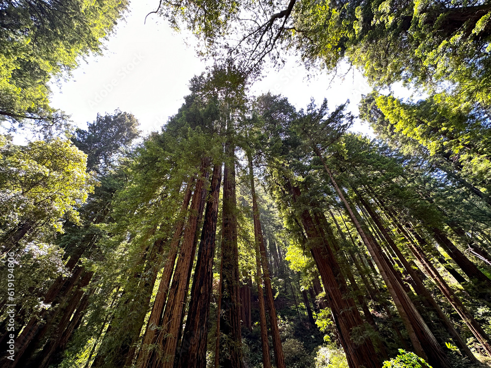 Fototapeta premium Grove of giant redwood trees reaching towards the sky at California's Muir Woods forest