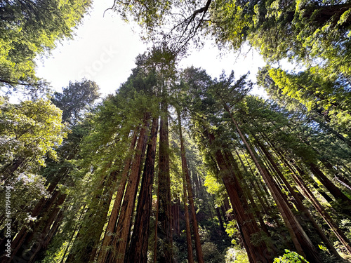 Grove of giant redwood trees reaching towards the sky at California's Muir Woods forest