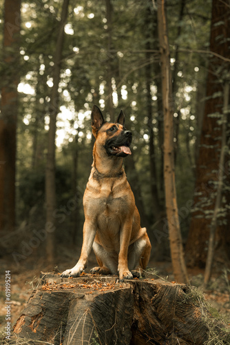 Ginger dog sitting on a log, woodland setting, pet dog forest photo
