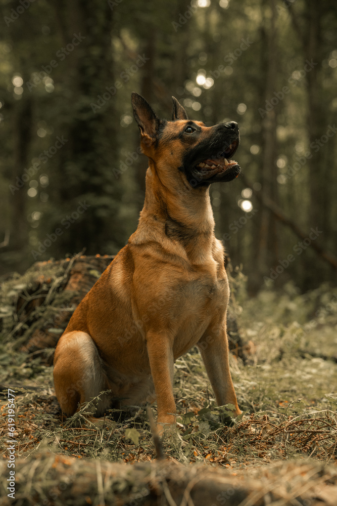 Dog panting, German Shepherd Belgian Malinois, mongrel mutt puppy in a woodland Dog panting, German Shepherd Belgian Malinois, mongrel mutt puppy in a woodland