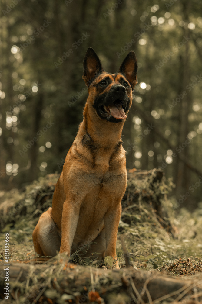 Dog panting, German Shepherd Belgian Malinois, mongrel mutt puppy in a woodland