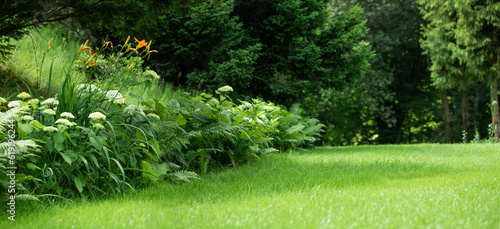 Fototapeta Naklejka Na Ścianę i Meble -  piękny naturalny ogród z trawnikiem, paprociami i hortensjami, leśny ogród
