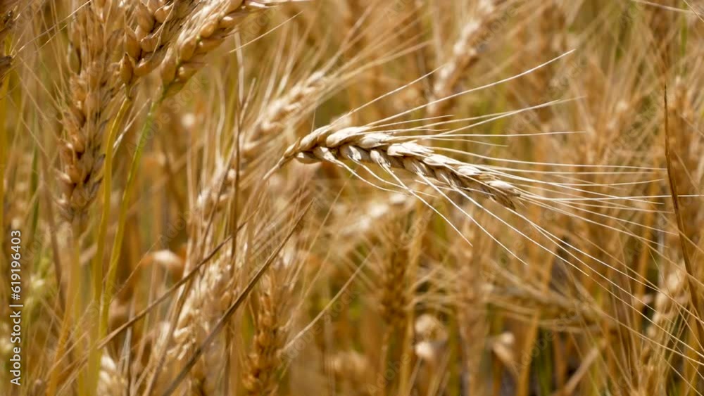 A ripe golden ear of wheat in a field of ripe wheat sways in the wind. Cultivation of wheat, cereals. Harvesting of grain crops. Food security in the world A ripe golden ear of wheat in a field of ripe wheat sways in the wind. Cultivation of wheat, cereals. Harvesting of grain crops. Food security in the world