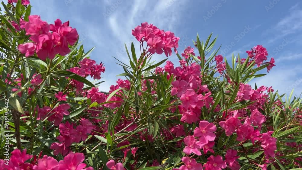 Pink flowers oleander nerium bush beautiful blossom on sky. Pink flowers oleander nerium bush beautiful blossom on sky.