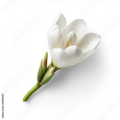 Alluring elegant single freesia flower on a plain white background mock-up