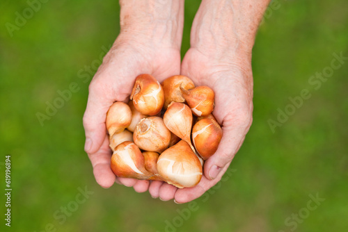 Top view on the farmer hands holdings flower bulbs of tulips in a garden. Flower bulbs of tulips, hyacinths and other in hands.