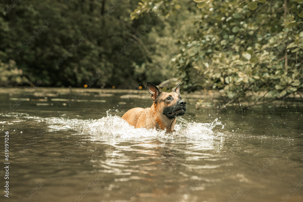 Cute brown dog swimming in a river, wading through water, splashing and running Cute brown dog swimming in a river, wading through water, splashing and running