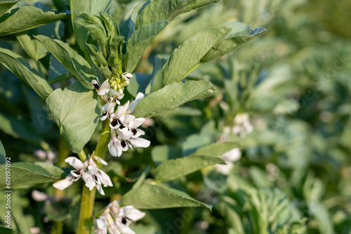 Close up of flowers on a broad bean (vivia fabia) plant photo
