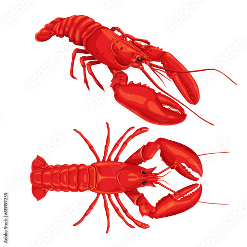 lobster on white background