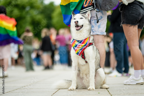 Beautiful dog with rainbow scarf participating in Vilnius Pride 2023 parade, that took place in Vilnius Old Town. Event celebrating lesbian, gay, bisexual, LGBTI culture pride. photo