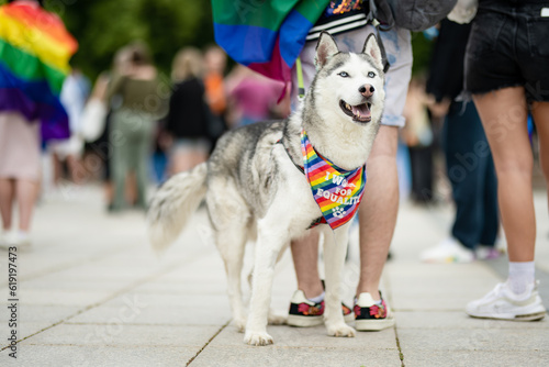 Canvas Print Beautiful dog with rainbow scarf participating in Vilnius Pride 2023 parade, that took place in Vilnius Old Town