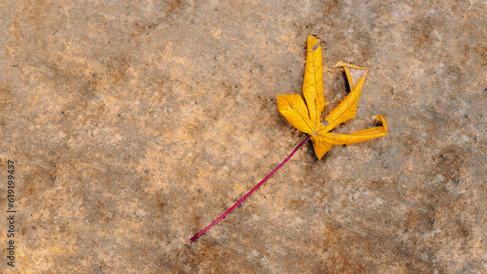 Fallen yellow leaf on the floor , Banner format , autumn is here Fallen yellow leaf on the floor , Banner format , autumn is here