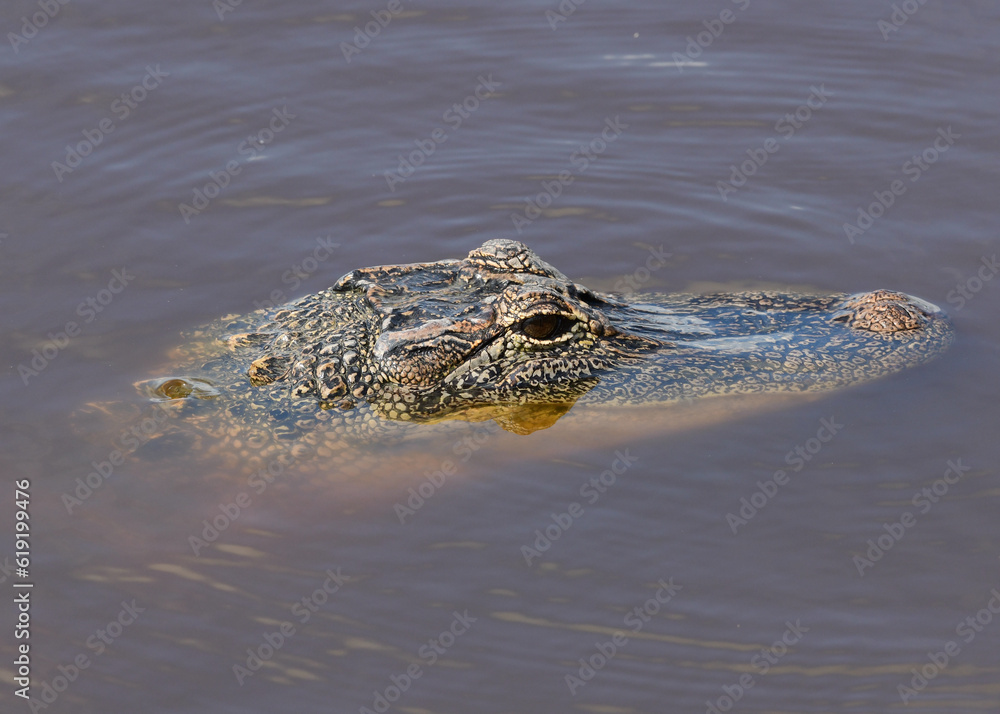 American Alligator at San Bernard National Wildlife Refuge, Texas American Alligator at San Bernard National Wildlife Refuge, Texas