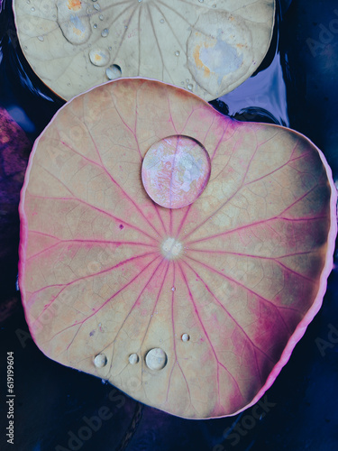 Macro image of water droplets on a lotus leaf 