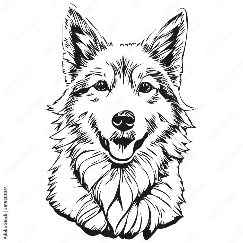 Icelandic Sheepdog dog vector face drawing portrait, sketch vintage style transparent background realistic pet silhouette Icelandic Sheepdog dog vector face drawing portrait, sketch vintage style transparent background realistic pet silhouette