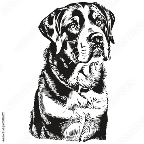 Greater Swiss Mountain dog black drawing vector, isolated face painting sketch line illustration realistic breed pet