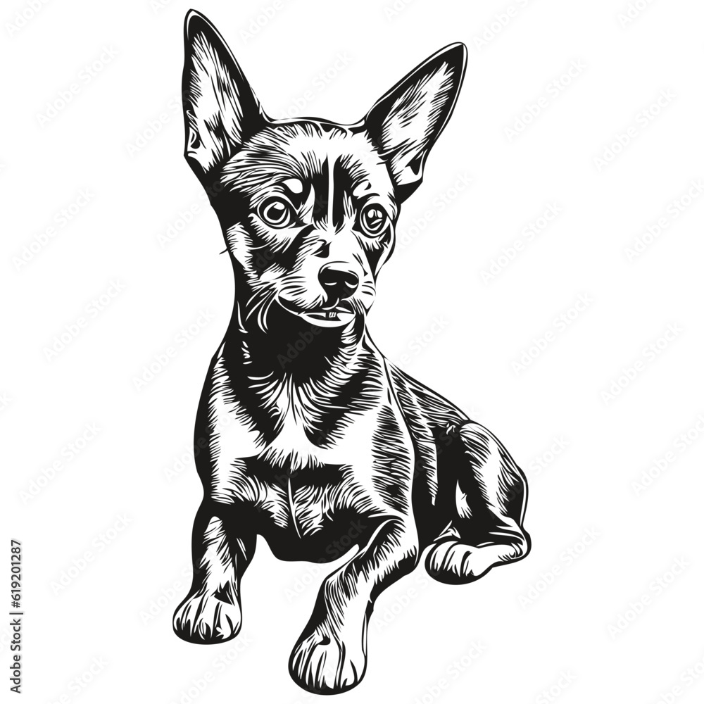 Miniature Pinscher dog face vector portrait, funny outline pet illustration white background sketch drawing