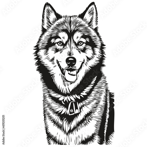 Malamute dog portrait in vector, animal hand drawing for tattoo or tshirt print illustration