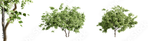 Beech trees isolated on transparent background and selective focus close-up. 3D render.