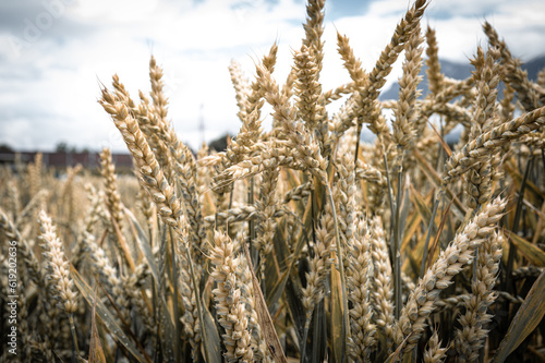 ears of wheat