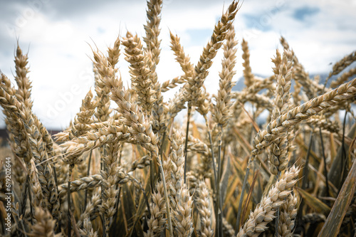 ears of wheat