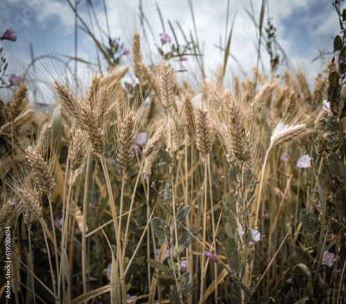 ears of wheat