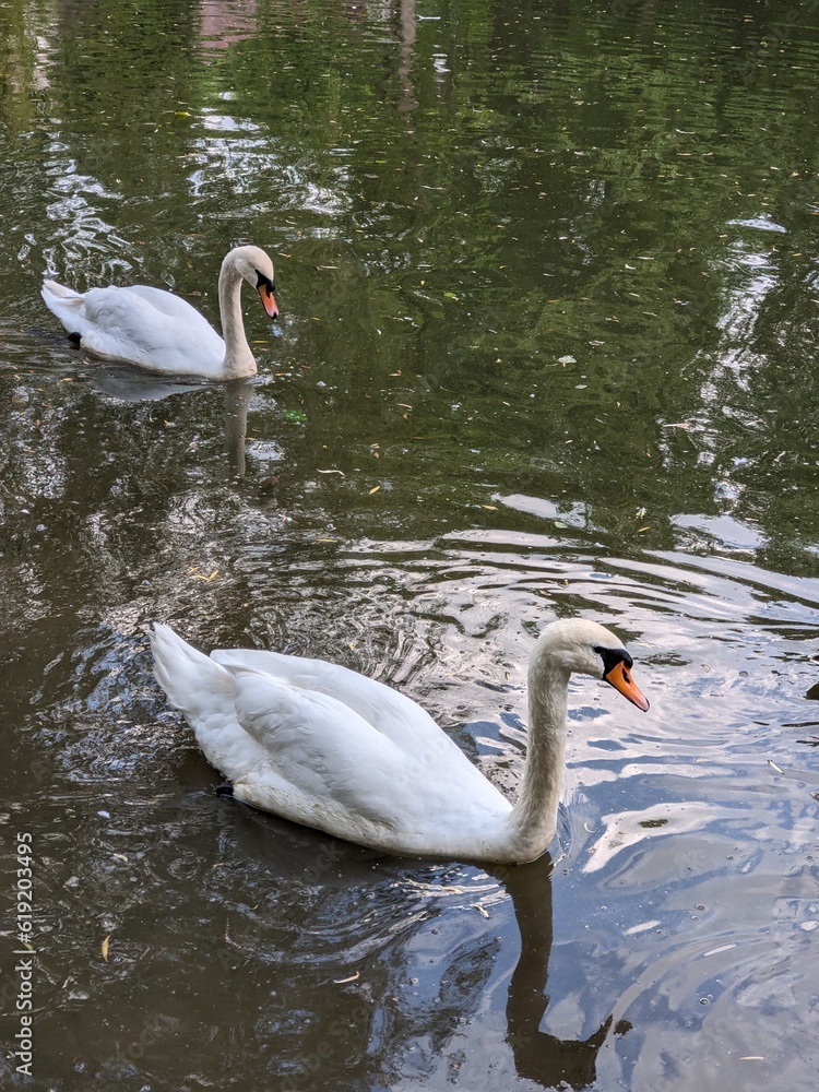 Swan Swan