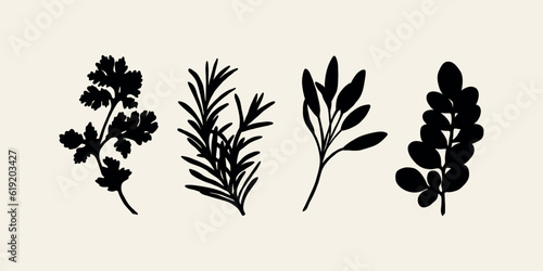 Set of flat vector herbs. Coriander, rosemary, sage, moringa