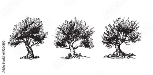 Olive tree hand drawn illustrations, sketch. Vector.   © Tatiana