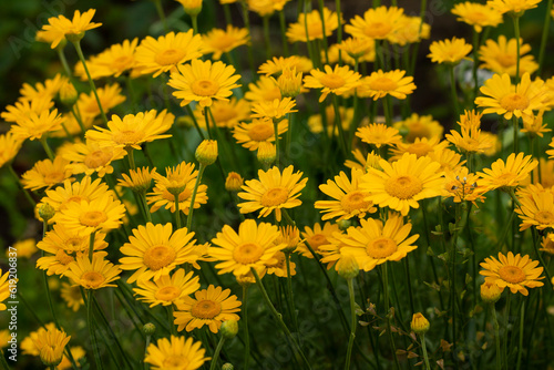 yellow flowers in the garden