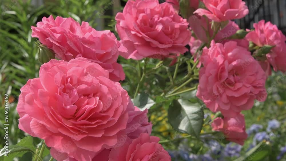 beautiful warm pink color roses bush blossom in garden . close up footage beautiful warm pink color roses bush blossom in garden . close up footage