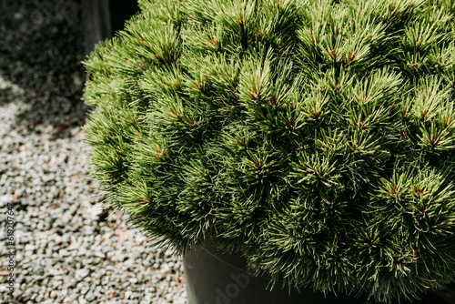 Small pine tree pinus nigra in a pot. Close up image of the needles. photo