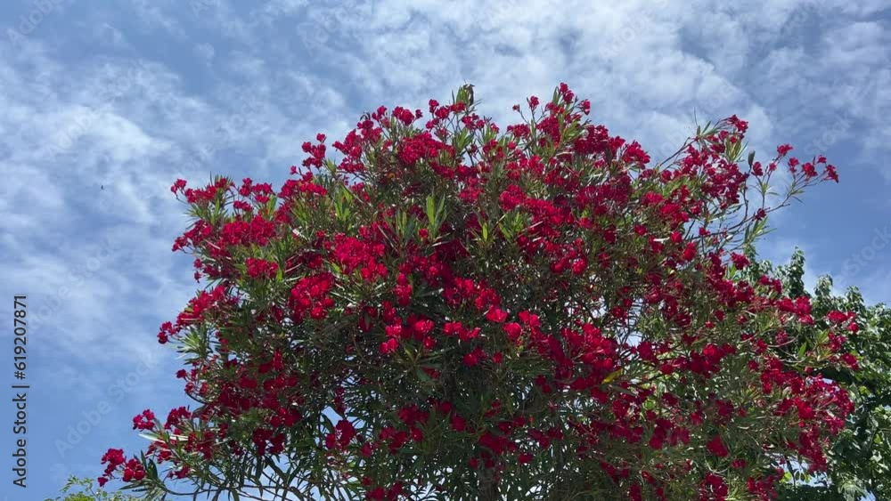 Red flowers oleander against blue sky. Red flowers oleander against blue sky.