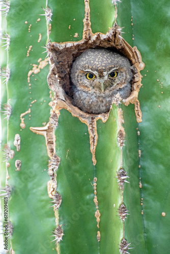 Sanford's Elf Owl (Micrathene whitneyi ssp. sanfordi) nesting in a cactus