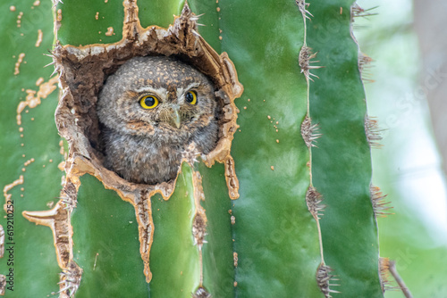 Sanford's Elf Owl (Micrathene whitneyi ssp. sanfordi) nesting in a cactus photo