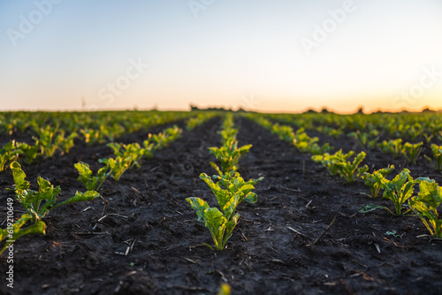 Young sugar beat root sprouts planted in neat rows. Green young beatroot plants growing in a soil on agricultural field. Sugar beat seedling. Agriculture.