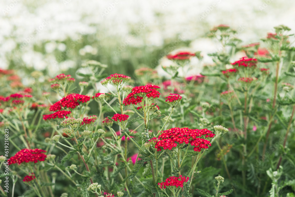 red flowers of ornamental cultivar yarrow on a foggy day close-up red flowers of ornamental cultivar yarrow on a foggy day close-up