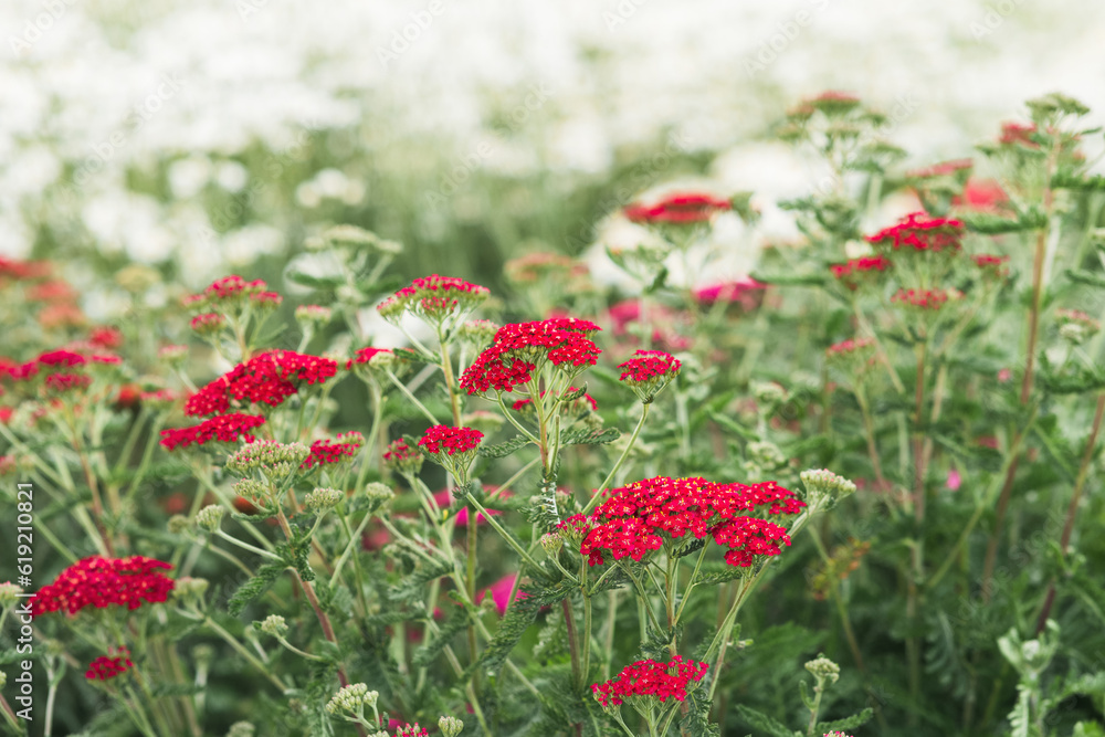 red flowers of ornamental cultivar yarrow on a foggy day close-up