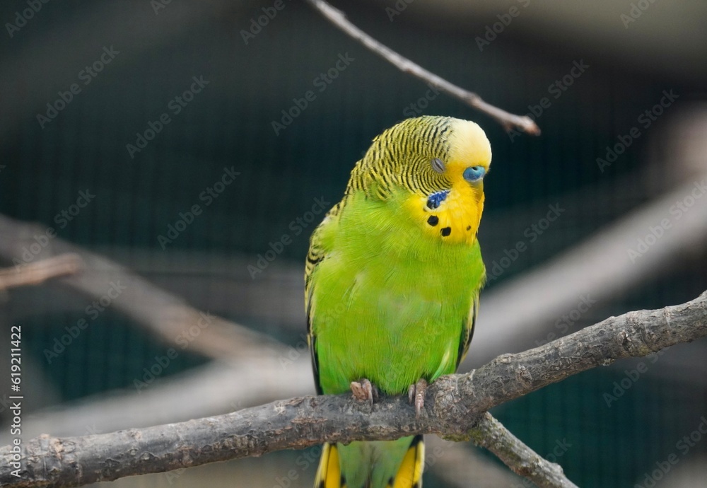 Obraz premium yellow and green parrot
