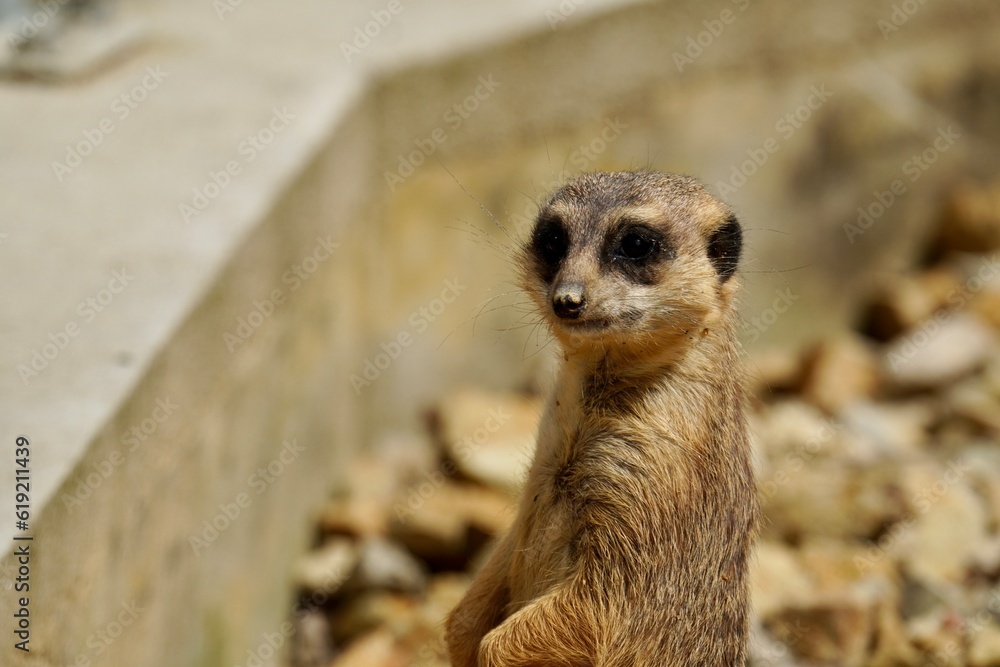 Fototapeta premium meerkat on guard duty