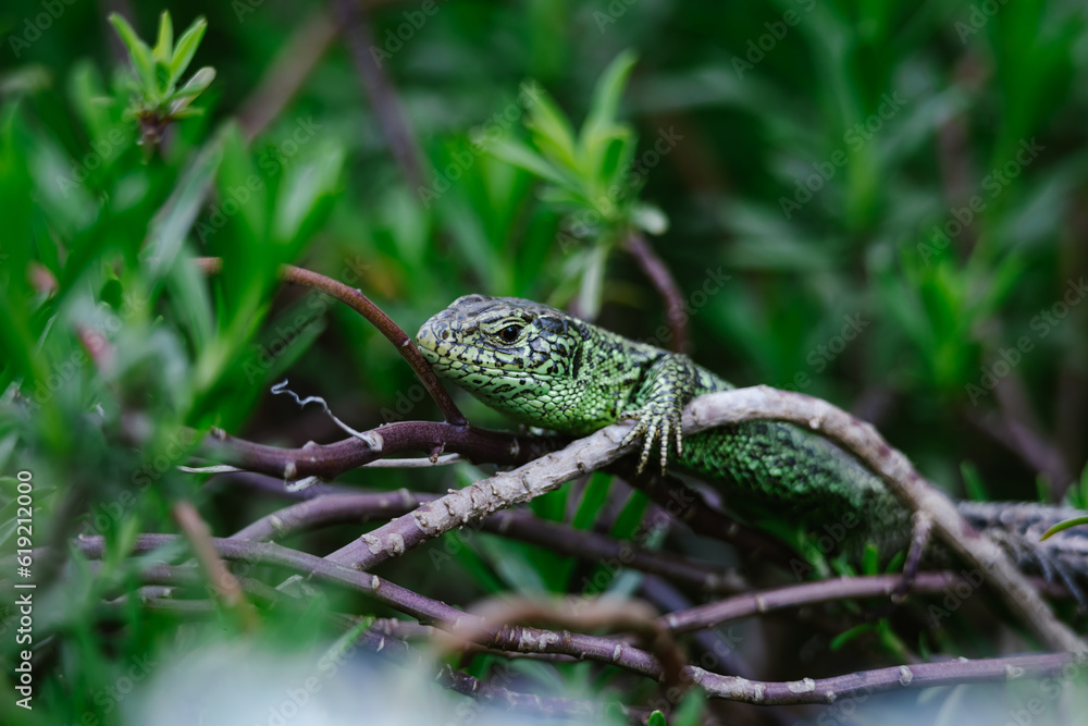 Naklejka premium Green lizard in the grass