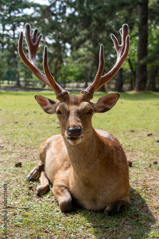 Sleepy deer in Japan laying in a park