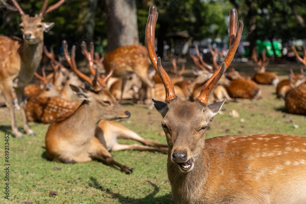 Fototapeta premium Group of deer huddled together to sleep early in the morning in Nara Japan