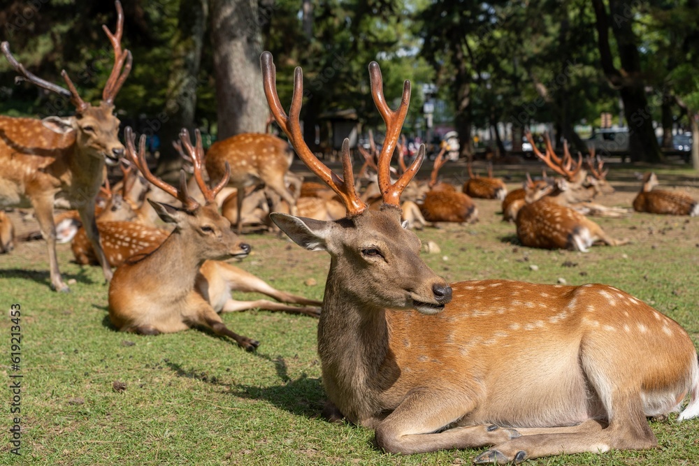 Group of deer huddled together to sleep early in the morning in Nara Japan Group of deer huddled together to sleep early in the morning in Nara Japan